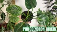 Tipy na péči o Philodendron Birkin - krásnou a nenáročnou pokojovku
