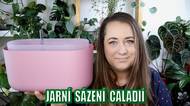 Jak probudit hlízky užovníku? Jarní sázení a péče o nádhernou pokojovku